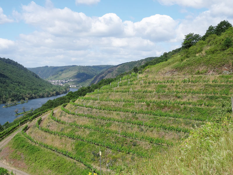 Biodiversität in Weinbausteillagen