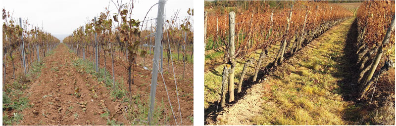 Bodenpflege in Zeiten des Klimawandels