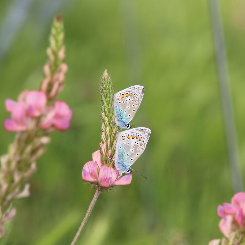 Winzer – Dienstleister im Naturschutz