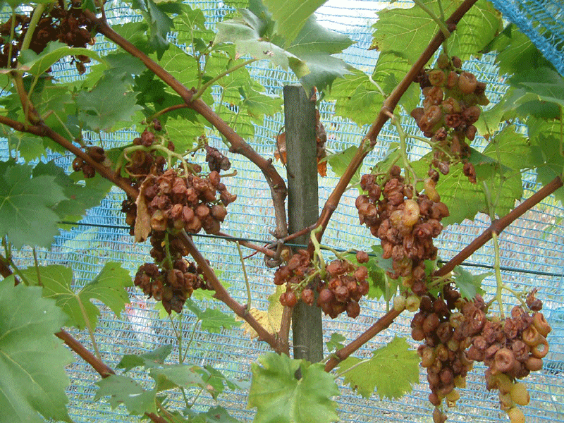 Eine frühe Reife lockt viele Wespen an