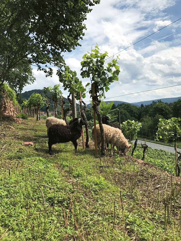 Natürliche Rasenmäher