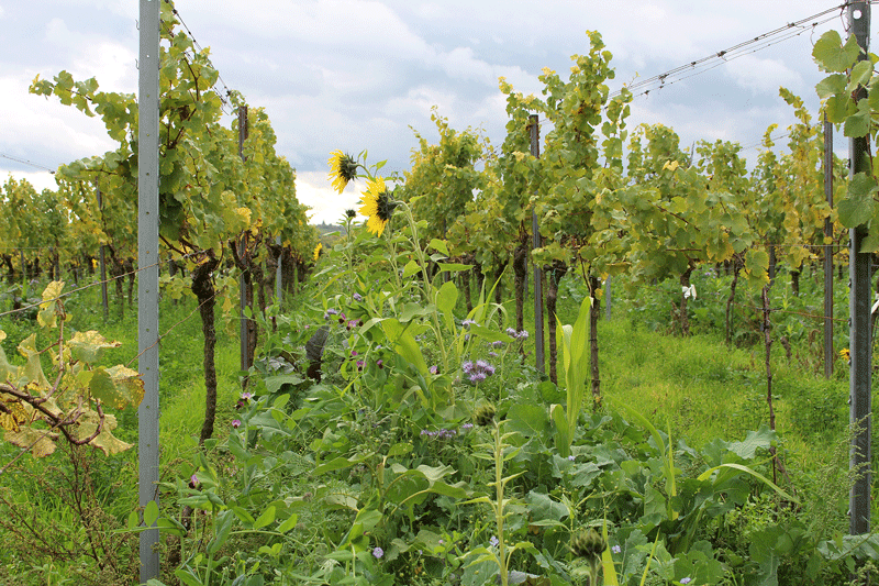 Öko-Weinbau hat Forschungsbedarf