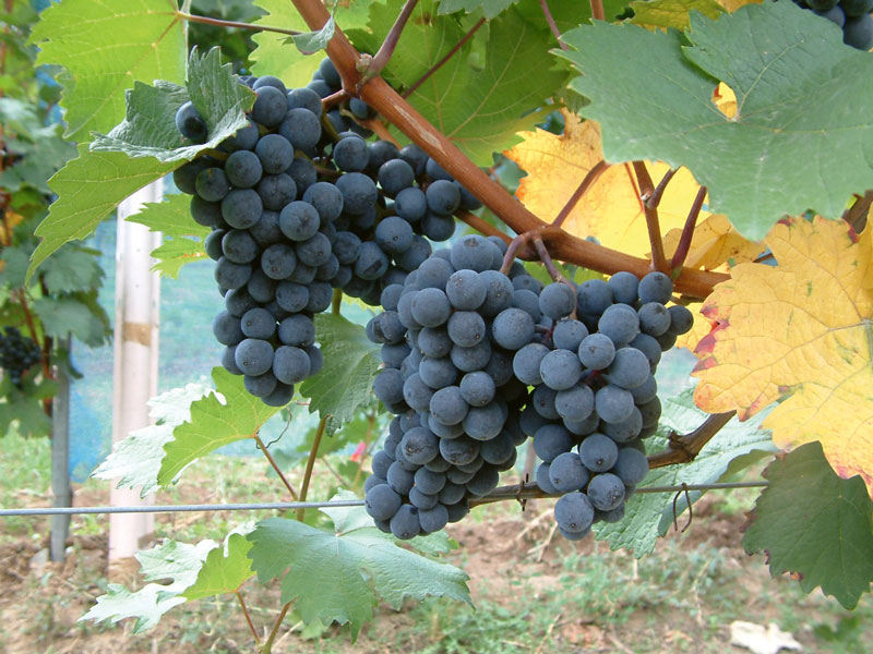 Weinbau – Entwicklung  im Zeitraffer