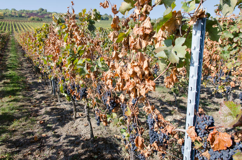 Wein aus eingetrockneten Trauben