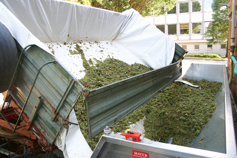 Traubentransport vom Weinberg zum Kelterhaus