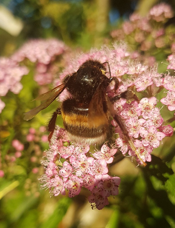 Blütenvielfalt fördert Wildbienen im Weinberg