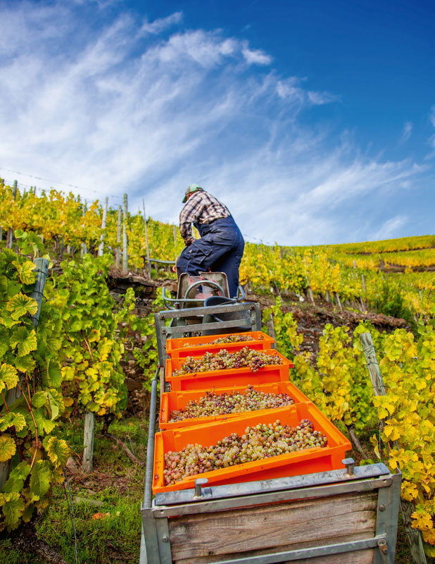 Mosel: Hohe Güte bei insgesamt niedriger Erntemenge