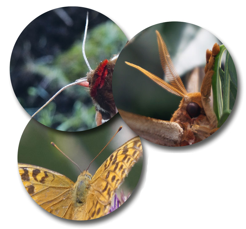 Vielfalt der Schmetterlinge