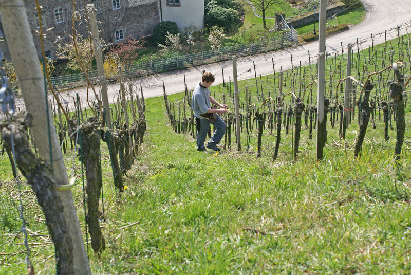 Biegezeit im Weinberg