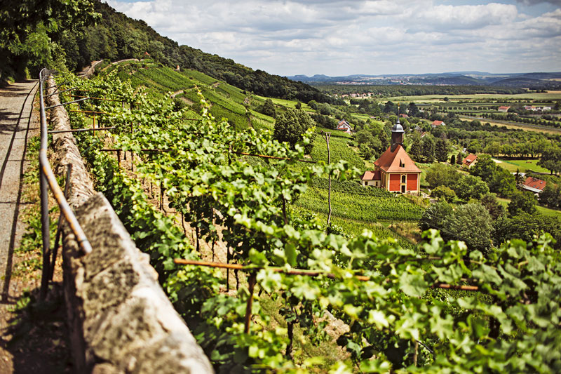 Sachsen: Sächsischer Wein weiter im Aufwind
