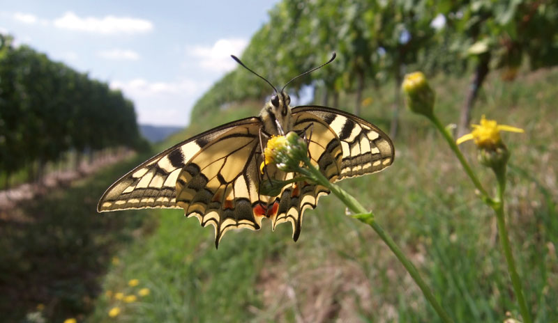 Mosel: Foto-Challenge #MoselTeiltNatur