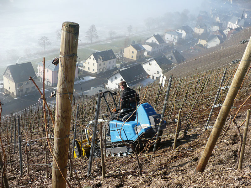 Rheinland-Pfalz unterstützt den Weinbau