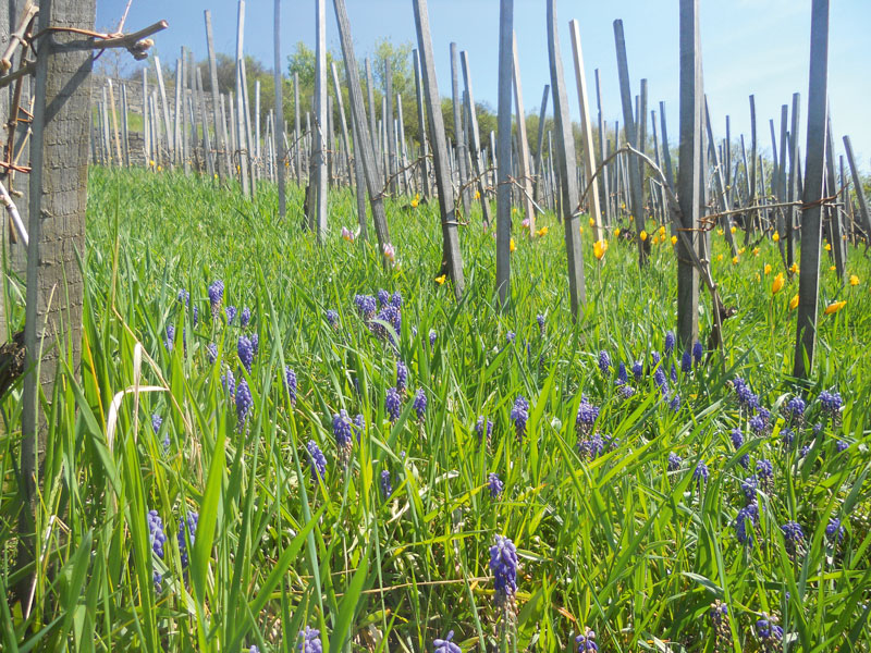 Hackflora – Raritäten im Weinberg