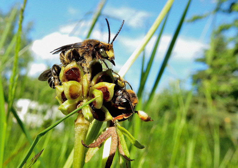 Wildbienen lieben Weinberge