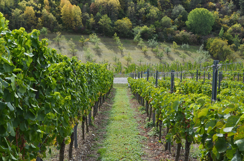 Zukunftswerkstatt Weinberg