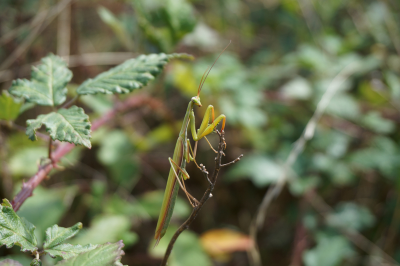 Mediterrane Fauna in heimischen Weinbergen