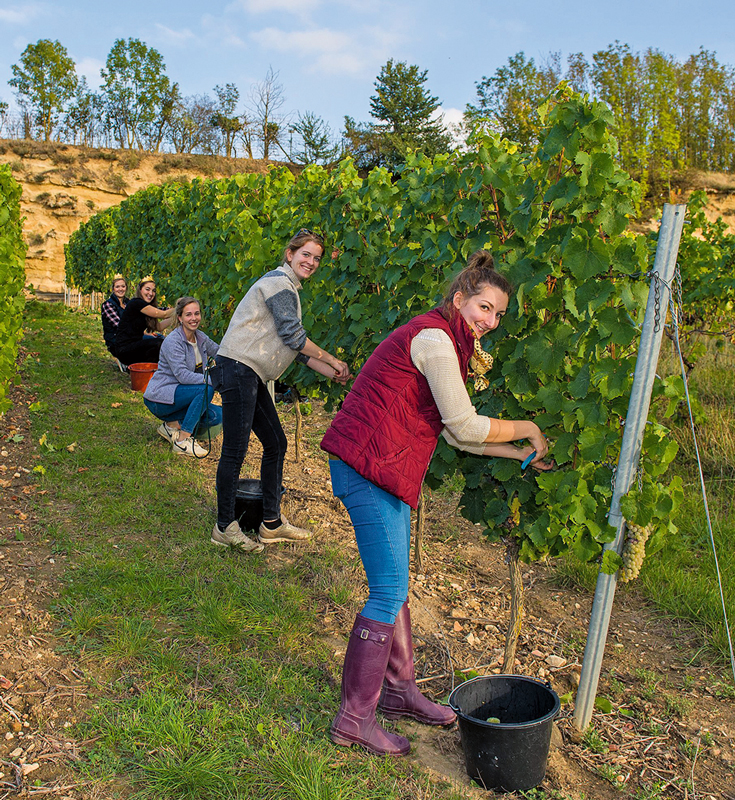 Rheinhessen: Majestätische Weinlese