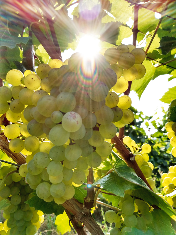 Goldener Herbst & gute Qualität