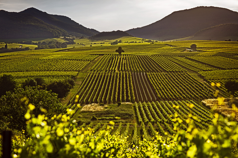 Rheinland-Pfalz: N-Düngeplaner Ackerbau-Grünland-Weinbau