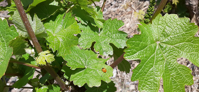 FytoSave für den Weinbau: Natürlicher Schutz gegen Falschen Mehltau und Oidium