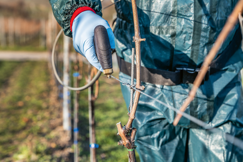 Tessior-System von BASF:  Neuheit gegen Holzkrankheiten wie Esca