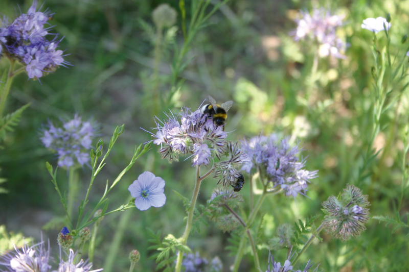 Blühstreifen für mehr Biodiversität