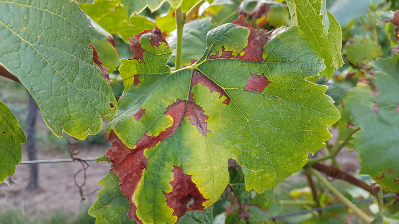 Rebschutz im Wandel