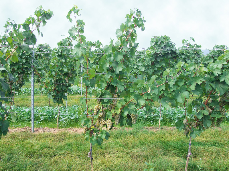 Pflanzenfeld sorgfältig vorbereiten