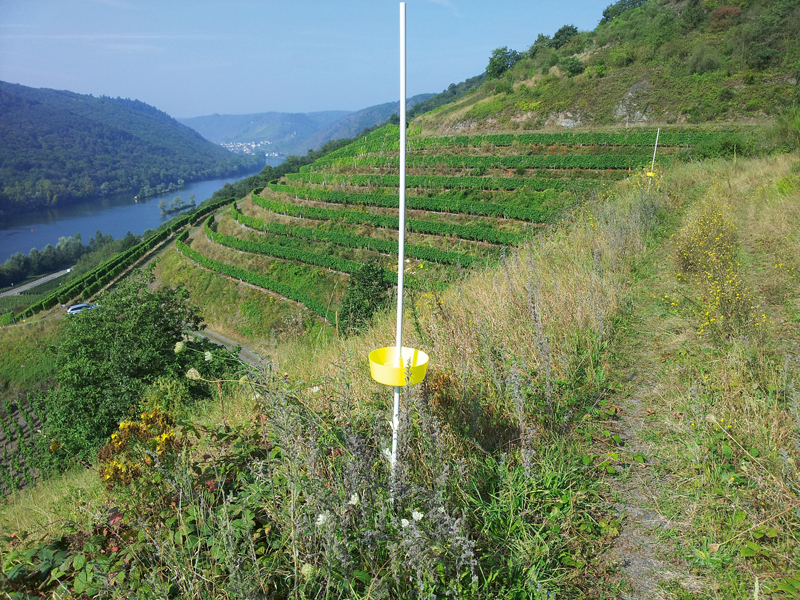 Wildbienendiversität erfassen