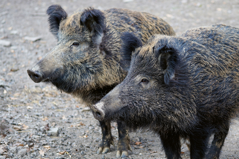 Schweinepest – eine Gefahr für den Weinbau?