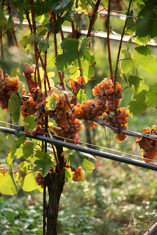 Welche CO2-Bilanz hat der Wein?