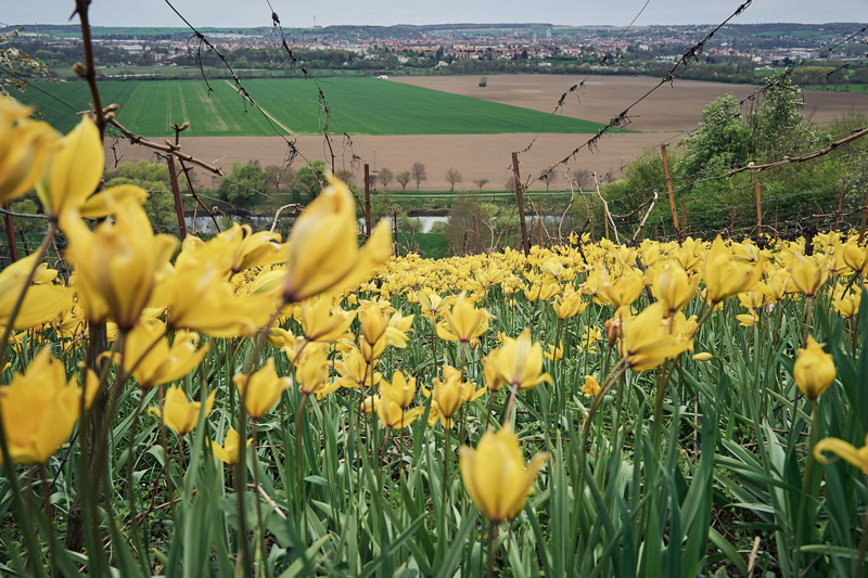 Weinbergstulpen duften