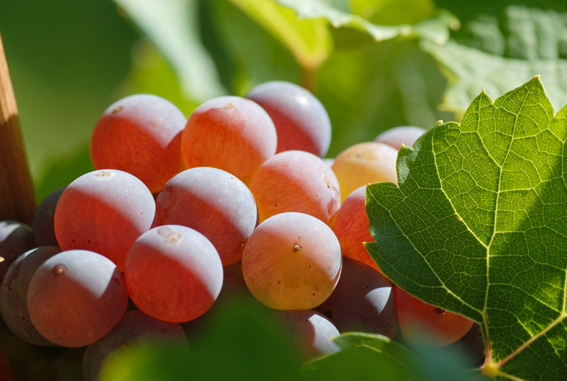 Hessische Bergstraße: Roter Riesling ist Leuchtturmprojekt