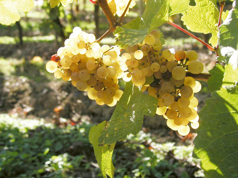 Temperatur des Lesegutes im Auge behalten