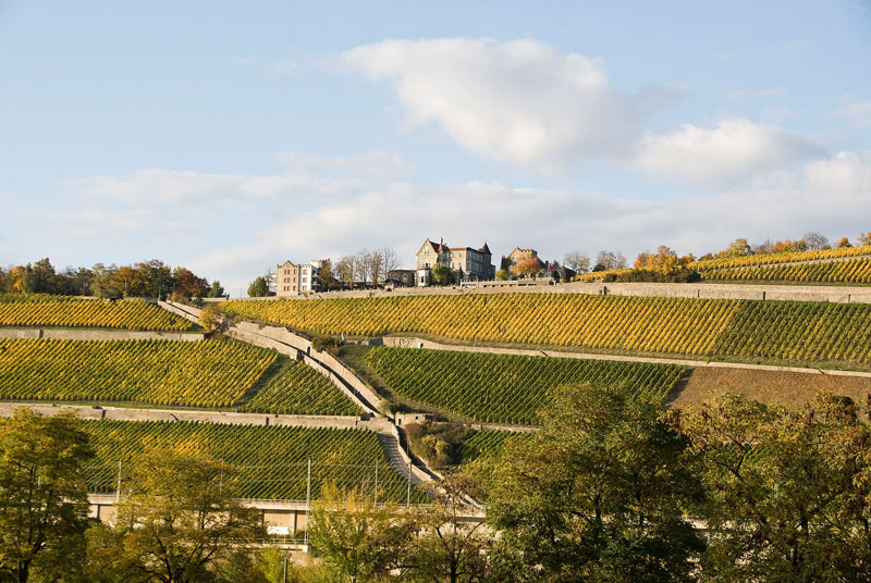 Paukenschlag in der deutschen Weinwirtschaft