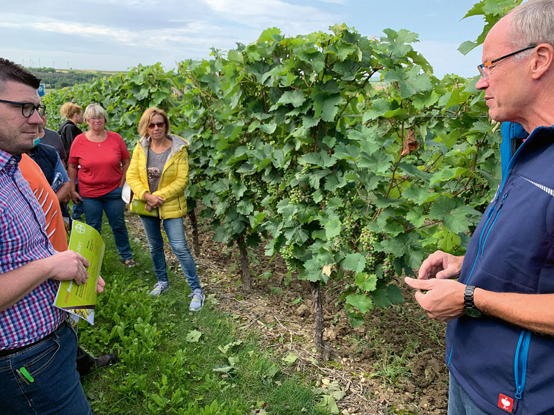 Bayer Weinbautag: Pero ähnlich schlimm wie 2016