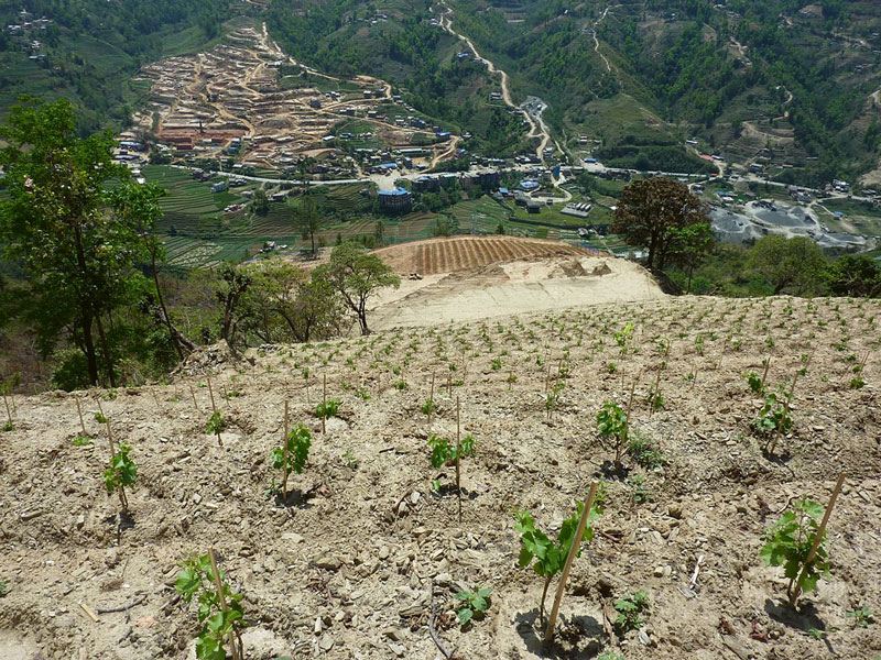 Weinberge auf  dem Dach der Welt