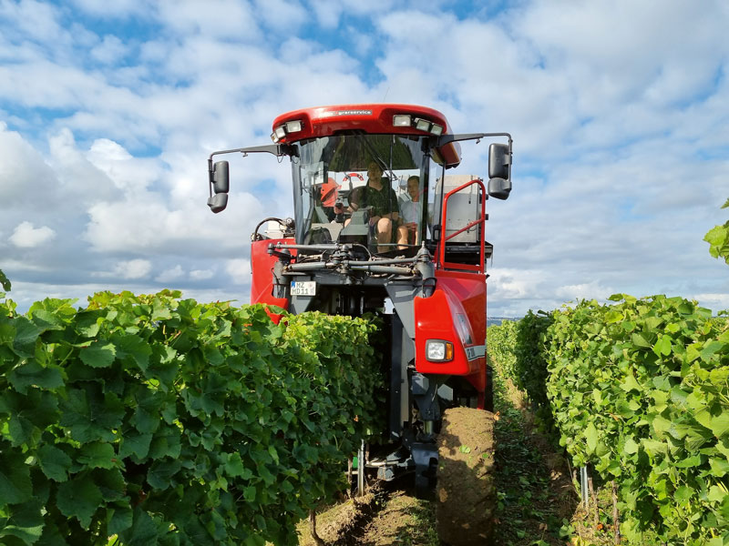 Weinbereitung des 21er Jahrgangs