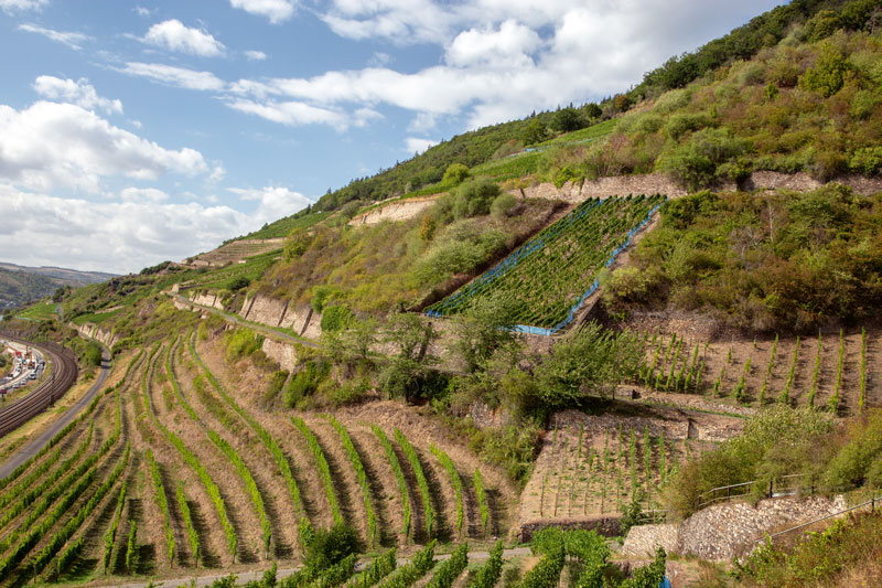 Strukturreiche Weinberge für mehr Vögel