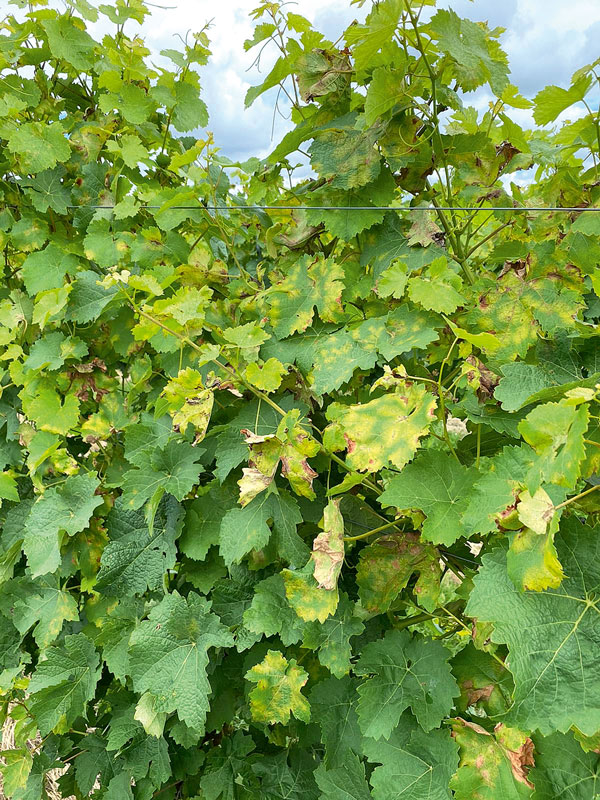 Insektizid für Obst und Weinreben zugelassen