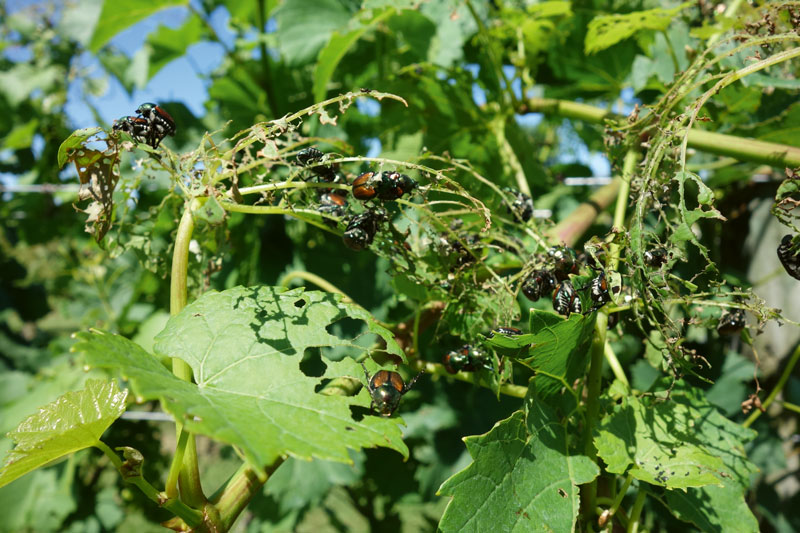 Ein neuer Käfer erobert das Feld