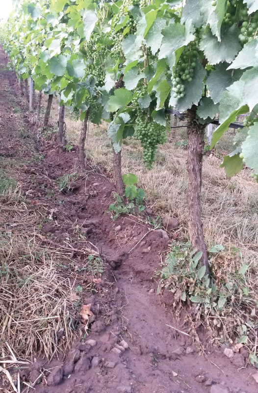 Gegen Erosion im Unterstockbereich