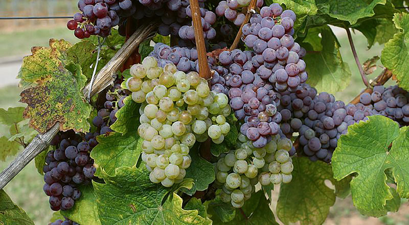 Roter Riesling entstand aus Weißem Riesling