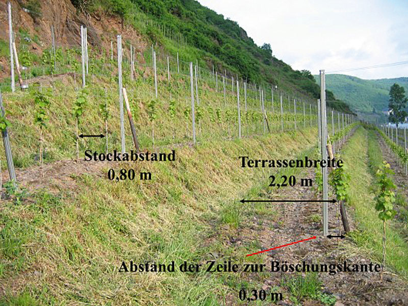 Rechnet sich Terrassenweinbau?