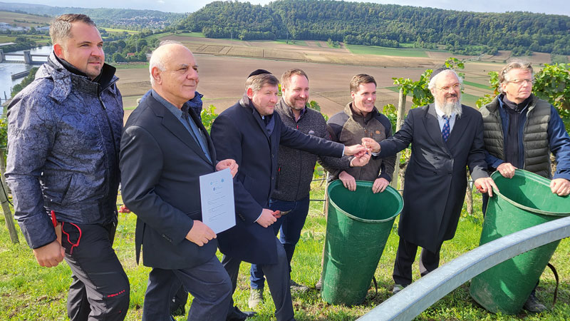 Traubenlese für koscheren Wein