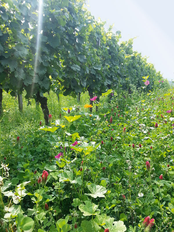 Gesteigerte Resilienz durch Bioweinbau?