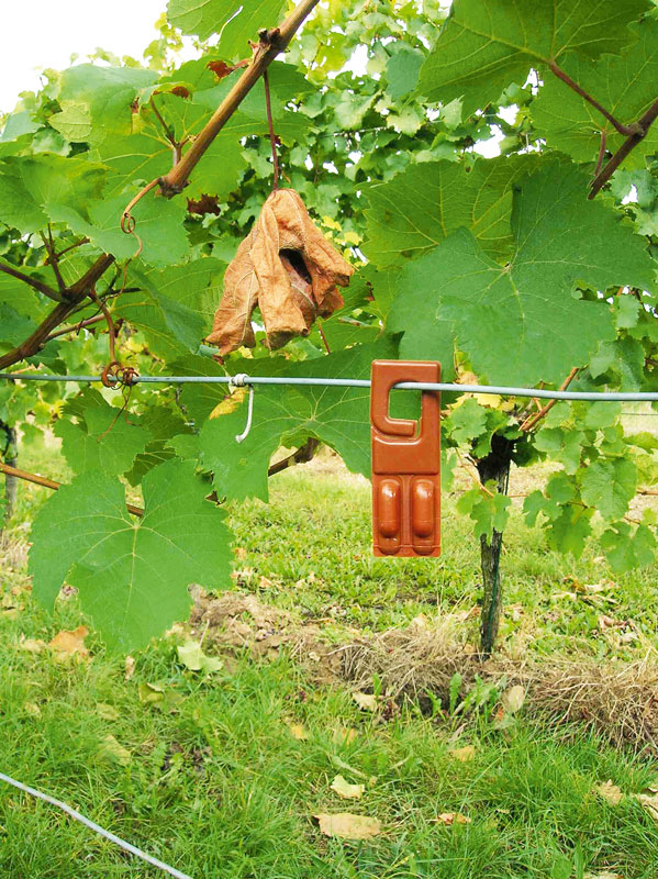 Verzicht auf Insektizide dank Pheromonverfahren