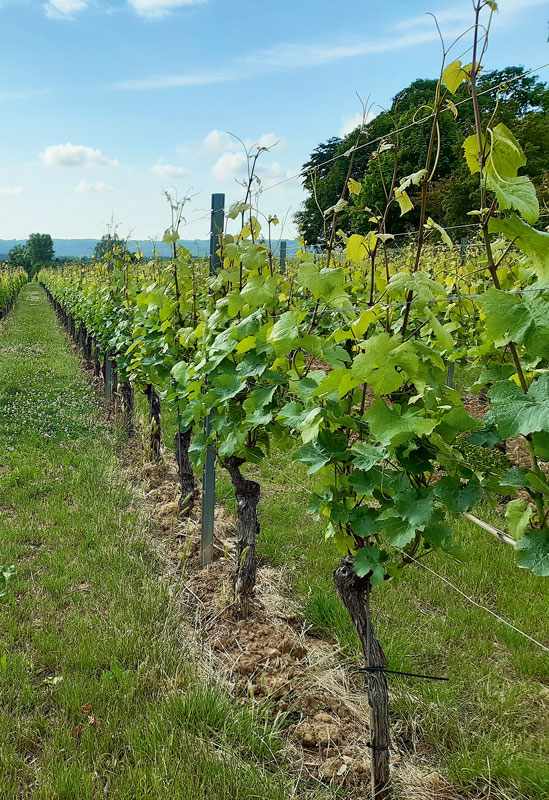 Das neue Dosiermodell für den Weinbau