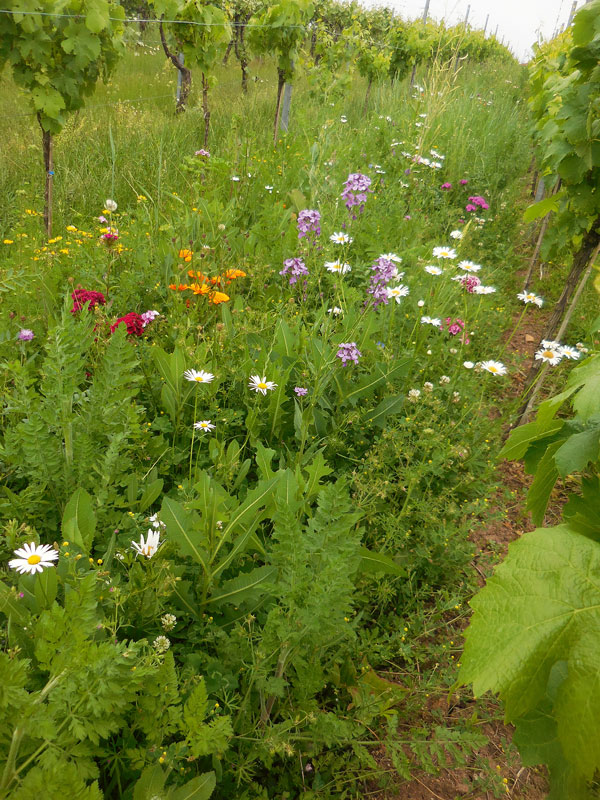 Leitlinie zum Integrierten Pflanzenschutz im Weinbau