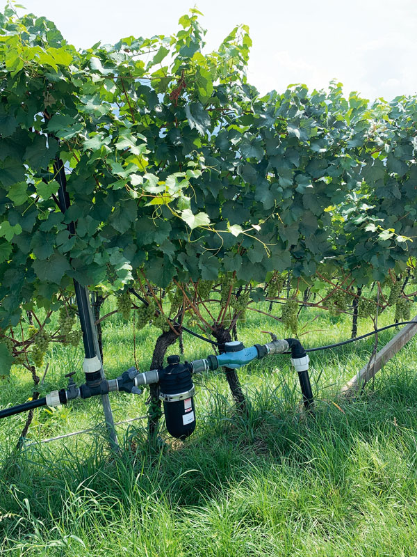 Rheingau: Wassertag beim Weinbaudezernat Eltville